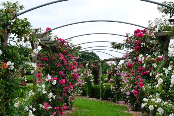 Rosarium Lottum | Ontdek de omgeving van Parkhotel Bad Arcen