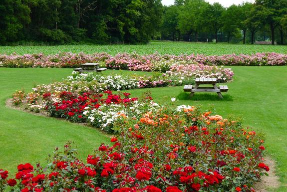 Rosarium Lottum | Ontdek de omgeving van Parkhotel Bad Arcen